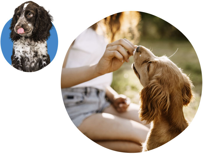 PawStrong Is More Than Supplements