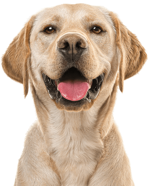 Benefits of using PawStrong