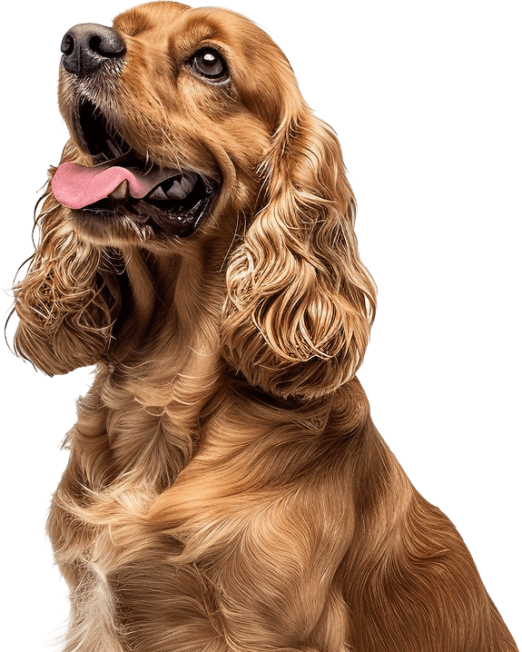 Benefits of using PawStrong